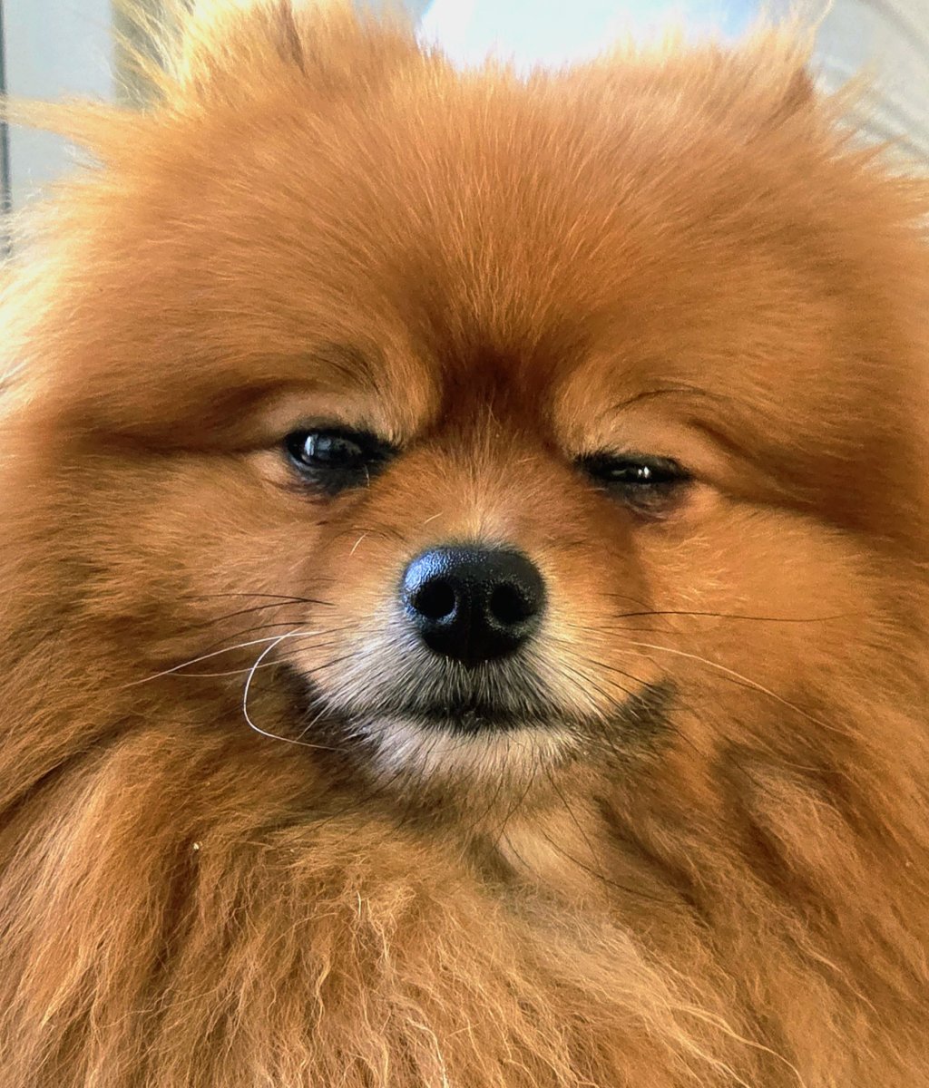 Winnie de Pomeranian