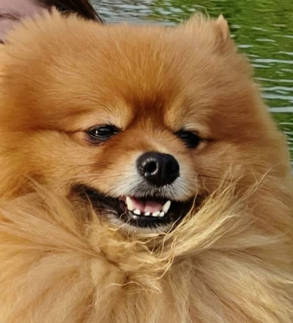 Winnie de Pomeranian